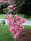 LAGERSTROEMIA INDICA CHOCTAW (CRAPE MYRTLE)