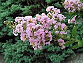 LAGERSTROEMIA INDICA CONESTOGA (CRAPE MYRTLE)