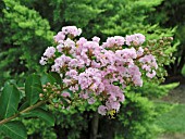 LAGERSTROEMIA INDICA CONESTOGA (CRAPE MYRTLE)