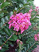 LAGERSTROEMIA INDICA HOPI (CRAPE MYRTLE)