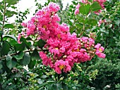 LAGERSTROEMIA INDICA SEMINOLE (CRAPE MYRTLE)