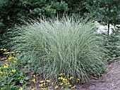 MISCANTHUS SINENSIS MORNING LIGHT