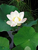 NELUMBO CHAWAN BASU (LOTUS)