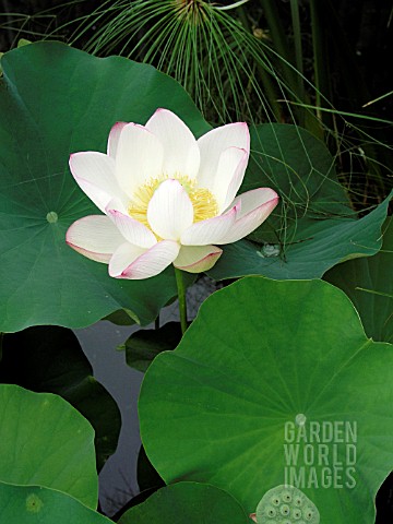 NELUMBO_CHAWAN_BASU_LOTUS