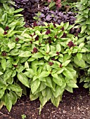 OCIMUM BASILICUM THAI MAGIC (SWEET THAI BASIL)