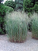 PANICUM VIRGATUM HEAVY METAL (SWITCH GRASS)