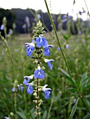 SALVIA ULIGINOSA