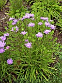 STOKESIA LAEVIS