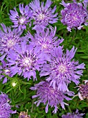 STOKESIA LAEVIS