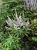 VITEX AGNUS CASTUS (CHASTE TREE)