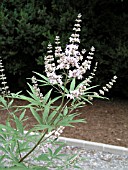 VITEX AGNUS CASTUS ALBA  (CHASTE TREE)