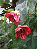 ABUTILON HYBRIDUM ROSEUS