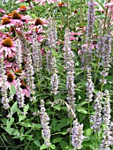 AGASTACHE BLUE FORTUNE (GIANT HYSSOP)