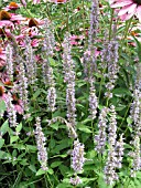 AGASTACHE BLUE FORTUNE (GIANT HYSSOP)