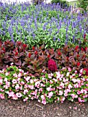 BEGONIA SEMPERFLORENS EDGING WITH CELOSIA AND SALVIA