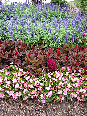 BEGONIA_SEMPERFLORENS_EDGING_WITH_CELOSIA_AND_SALVIA