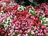 BEGONIA SEMPERFLORENS MIXED (WAX BEGONIA)