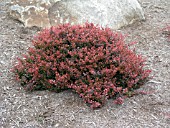 BERBERIS THUNBERGII CRIMSON PYGMY (ATROPURPUREA NANA)