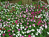 CATHARANTHUS MIXED (MADAGASCAR PERIWINKLE)