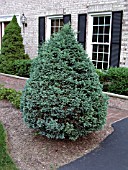 CHAMAECYPARIS PISIFERA BOULEVARD (SAWARA CYPRESS)