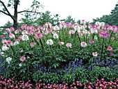 CLEOME MIXED (SPIDER FLOWER)