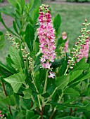 CLETHRA ALNIFOLIA RUBY SPICE (SWEET PEPPER BUSH)