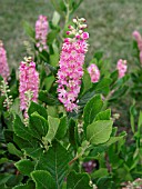 CLETHRA ALNIFOLIA RUBY SPICE (SWEET PEPPER BUSH)