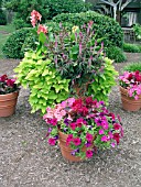 MIXED PLANTING IN CONTAINERS