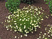 COREOPSIS VERTICILLATA MOONBEAM