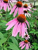 ECHINACEA PURPUREA (CONEFLOWER)