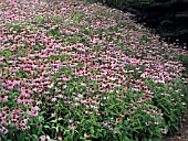 ECHINACEA PURPUREA (CONEFLOWER)