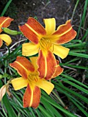 HEMEROCALLIS FRANS HALLS (DAY LILY)