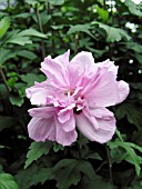 HIBISCUS SYRIACUS