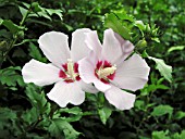 HIBISCUS SYRIACUS