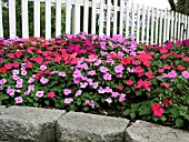 IMPATIENS WALLERIANA MIXED