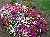 IMPATIENS WALLERIANA MIXED