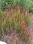 IMPERATA CYLINDRICA RUBRA (JAPANESE BLOOD GRASS)