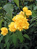 KERRIA JAPONICA PLENIFLORA