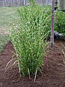 MISCANTHUS SINENSIS STRICTUS