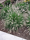 PENNISETUM ORIENTALE (ORIENTAL FOUNTAIN GRASS)