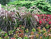 PENNISETUM SETACEUM RUBRUM (PURPLE FOUNTAIN GRASS)