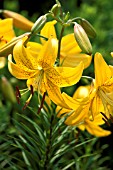 LILIUM,  IGNACIO,  ASIATIC LILY,  FLOWERS