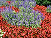 SALVIA FARINACEA (MEALY SAGE) WITH BEGONIA SEMPERFLORENS