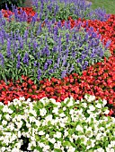 SALVIA FARINACEA (MEALY SAGE) WITH BEGONIA SEMPERFLORENS