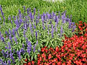 SALVIA FARINACEA (MEALY SAGE) WITH BEGONIA SEMPERFLORENS