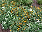 ZINNIA ANGUSTIFOLIA MIXED (YOUTH AND OLD AGE)