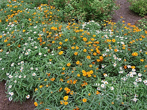ZINNIA_ANGUSTIFOLIA_MIXED_YOUTH_AND_OLD_AGE