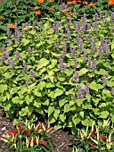 AGASTACHE FOENICULUM GOLDEN JUBILEE (GIANT HYSSOP)