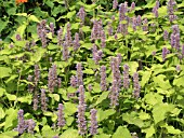 AGASTACHE FOENICULUM GOLDEN JUBILEE (GIANT HYSSOP)