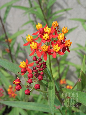 ASCLEPIAS_CURASSAVICA_RED_BUTTERFLY_SILKWEED